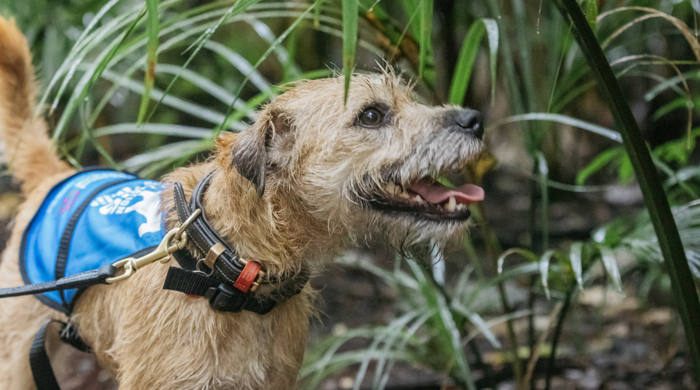 Auckland Council conservation dog, Rosie